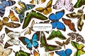 Colored elements design with papilio ulysses, morpho menelaus, graphium androcles, morpho rhetenor cacica, papilio