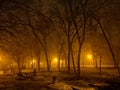 Colored evening in the park with light rays in the mist Royalty Free Stock Photo