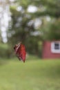 Red Leaf Suspended in Spider Web Royalty Free Stock Photo