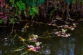 Colored fallen leaves at water\'s edge of pond Royalty Free Stock Photo