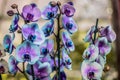 Colored fancy blue orchids