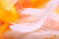 Colored feathers Royalty Free Stock Photo