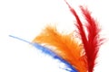 Colored feathers Royalty Free Stock Photo