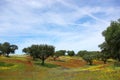 Colored field in alentejo in the Spring.