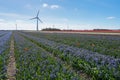 Colored field of flower bulbs in the province of North Holland. Royalty Free Stock Photo