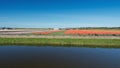 Colored field of flower bulbs in the province of North Holland. Royalty Free Stock Photo