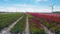 Colored field of flower bulbs in the province of North Holland. Royalty Free Stock Photo