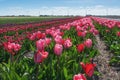 Colored field of flower bulbs in the province of North Holland. Royalty Free Stock Photo