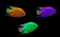 Colored fish