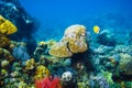 Colored fish and corals in the ocean