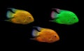 Colored fish isolated on black