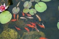 Colored fish in the pond