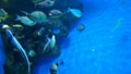 Colored fish swim in the aquarium. Aquaristics.