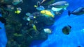 Colored fish swim in the aquarium. Aquaristics.