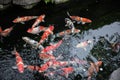 Colored Fishes Swimming Royalty Free Stock Photo