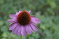 Echinacea Purpurea Magnus Royalty Free Stock Photo