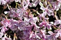 Colored flower with dew