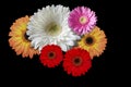 Colored flowers daisies on a black background Royalty Free Stock Photo