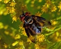 Parasitic Tachina fly Phasia hemiptera in macro