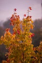 Colored foliage in autumn Royalty Free Stock Photo