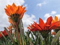 Colored gazanias with the sky in the background Royalty Free Stock Photo