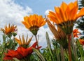 Colored gazanias with the sky in the background Royalty Free Stock Photo