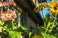 Colored gerbera daisies flowers closeups Royalty Free Stock Photo