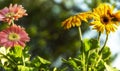 Colored gerbera daisies flowers closeups Royalty Free Stock Photo