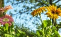 Colored gerbera daisies flowers closeups Royalty Free Stock Photo