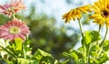 Colored gerbera daisies flowers closeups Royalty Free Stock Photo