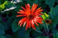 Colored Gerbera flowers blooming in the garden. Gerbera L. is a genus of plants in the Asteraceae