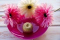 Colored gerberas on a pink plate with a Golden Apple. Still life in nature.