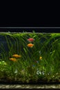 Colored Glofish. Aquarium filled with fish and plants. Aquarium on black background