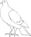 Colored gray dove stands on its feet on a white background