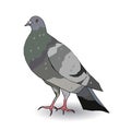 Colored gray dove stands on its feet on a white background