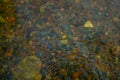 colored green blue gold small pebbles in clear water sparkles in the sun, lake