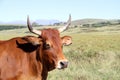 Colored green landscape photo of a Tuli bull with long horns near QwaQwa, Eastern Free State, SouthAfrica.