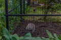 Colored green tropical peacocks behind the cage of a close forest zoo, exploitation of animal