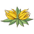 Colored hand drawind geometrical blossoming flower, Ylang-Ilang line art