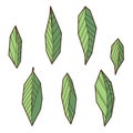 Colored hand drawind geometrical leaves, Ylang-Ilang leaves line art