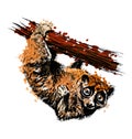 Colored hand drawing a Sunda slow loris Royalty Free Stock Photo