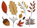 Colored hand drawn collection of different autumn leaves Royalty Free Stock Photo