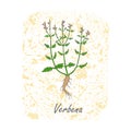 Colored Herbal Plant Verbena on Textured Substrate