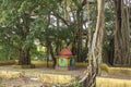 Colored hindu temple under a green banyan tree