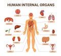 Colored Human Body Organ Systems Infographic Royalty Free Stock Photo