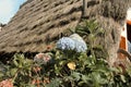 Colored hydrangea flowers in the garden of a rural house with an old thantched roof Madeira, Portugal Royalty Free Stock Photo