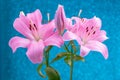 Beautiful flowers of lillies on colored background background. Royalty Free Stock Photo