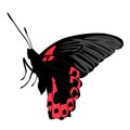 Colored icon beautiful black and pink butterfly on white Royalty Free Stock Photo