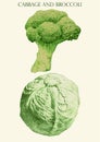 Colored illustration with cabbage and brocoli