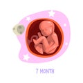 Colored illustration of fetal growth. Embryo development. 7th month of pregnancy. Vector design Royalty Free Stock Photo